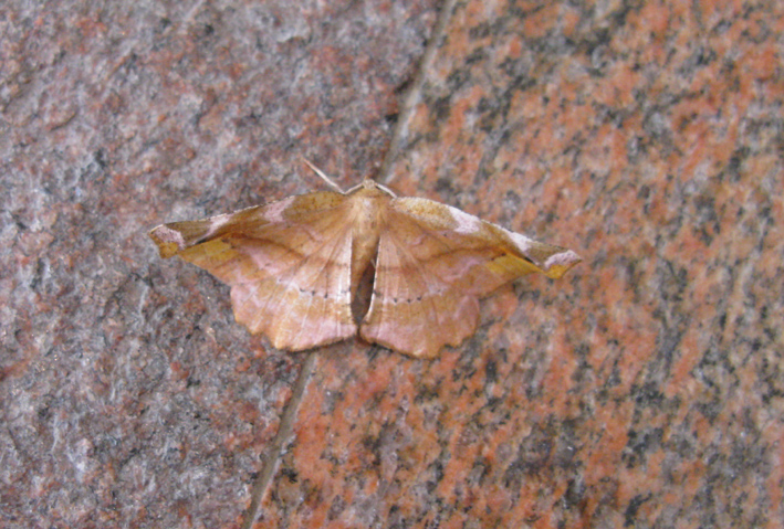 falena scabiata per una foglia secca